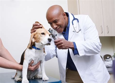 Petco Veterinary Services: Quality Care for Your Pet 